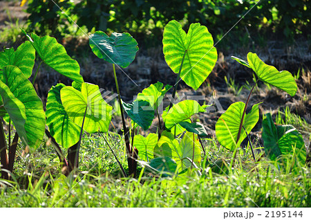 サトイモの葉 サトイモの葉 2195144