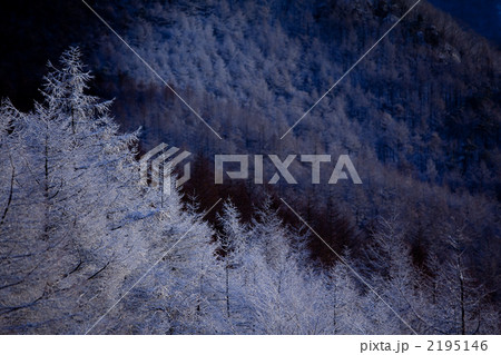 霧氷の林 2195146