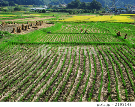 稲刈りのあと 稲刈りのあと 2195148