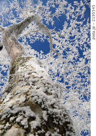 樹氷 樹氷 2195545