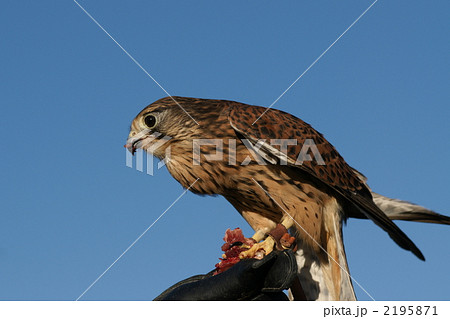 ハヤブサ 猛禽類 鳥の写真素材