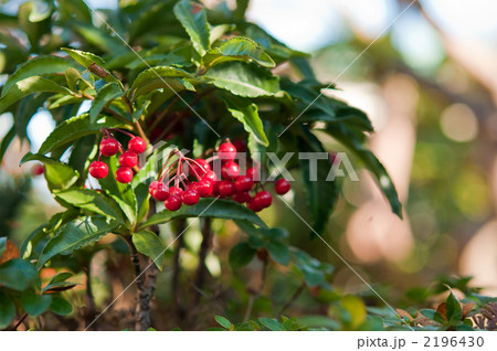 鮮やかな万両 鮮やかな万両 2196430