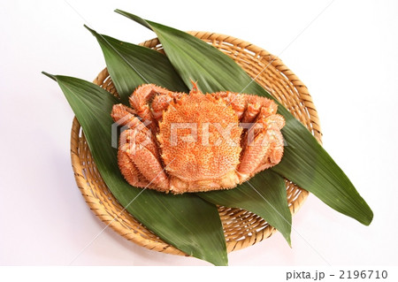 毛ガニの背中 毛ガニの背中 2196710