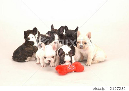 フレンチブルドッグ 2197282