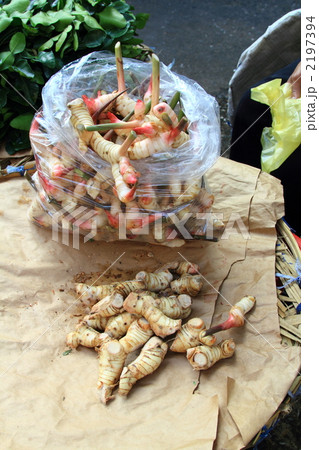 ナンキョウ　ショウガ　　タイ王国　 2197394