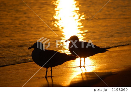 二羽のカモメ 2198069