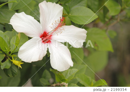 ハイビスカス 2199354