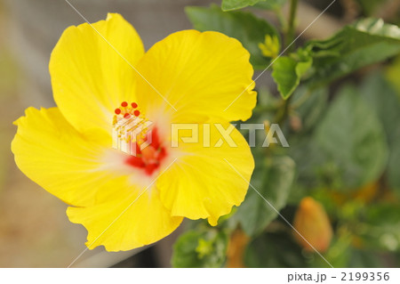 ハイビスカス 2199356