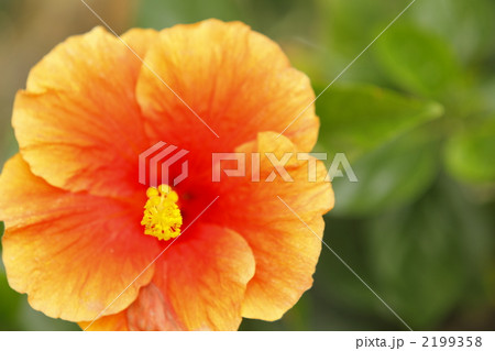 ハイビスカス 2199358
