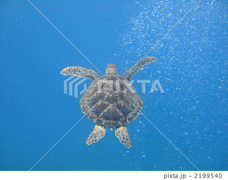 海ガメがゆく 海ガメがゆく 2199540