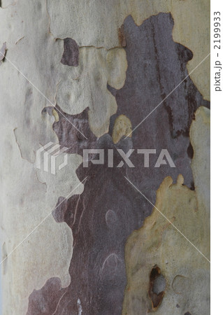 表皮 表皮 2199933