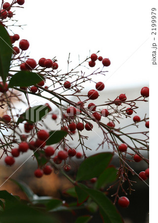 南天 南天 2199979