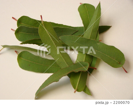 ユーカリ ユーカリ 2200070