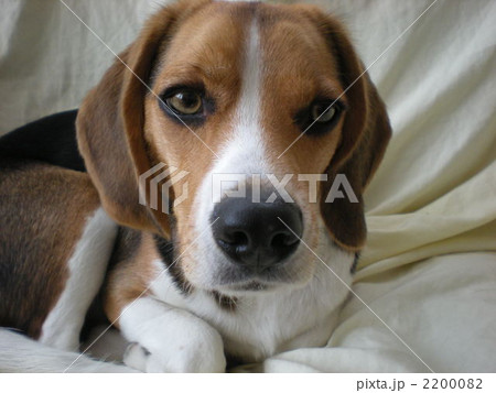 ビーグル 2200082