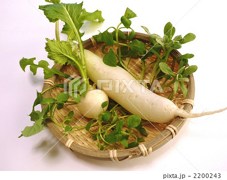 春の七草 春の七草 2200243