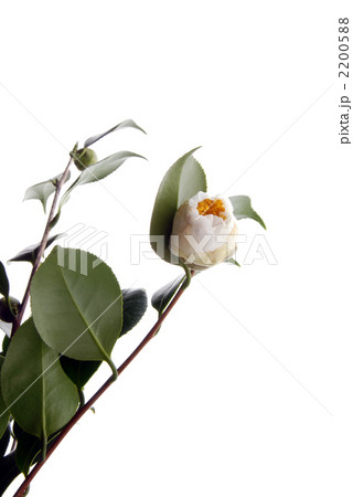 白玉椿のつぼみの写真素材 205