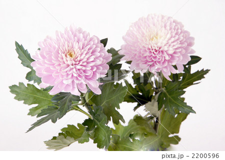 桃色の菊 オペラピンクの写真素材