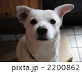 捨てないで 2200862