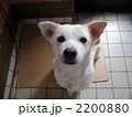 捨てないで 2200880
