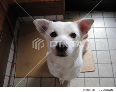 捨てないで 2200880