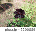チョコレートコスモス 2200889