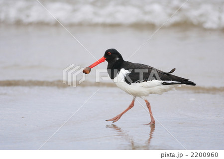 ミヤコドリ 2200960