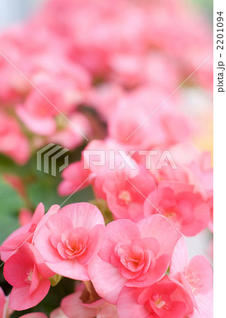 ベゴニアの花 2201094