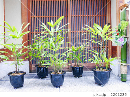 観音竹鉢植えの写真素材