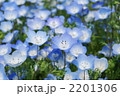 ネモフィラ 2201306