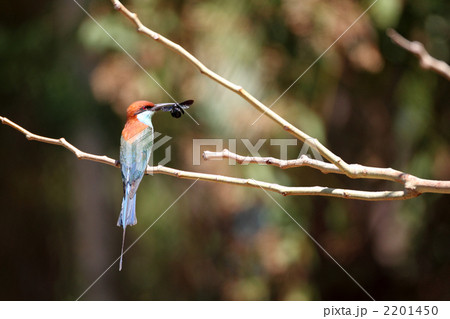 ルリノドハチクイ ルリノドハチクイ 2201450