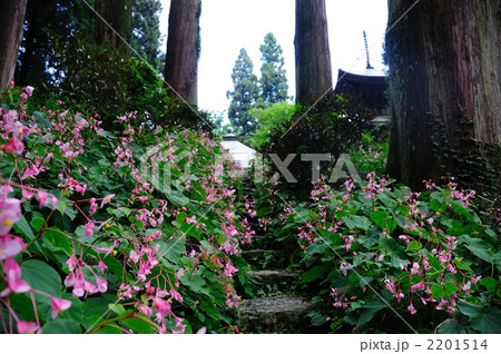秋海棠の咲く岩湧寺 秋海棠の咲く岩湧寺 2201514