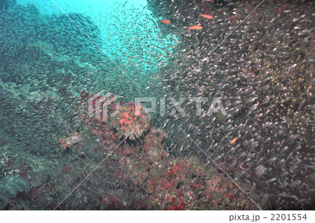 モルディブ・Aquariumで撮影したキビナゴの群れ（1997年6月14日撮影） 2201554