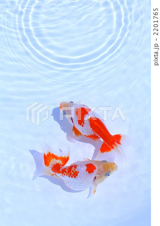 出雲なんきん〜島根県出雲地方で飼育されてきた金魚 出雲なんきん〜島根県出雲地方で飼育されてきた金魚 2201765