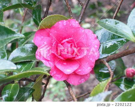 さざん花 2202122