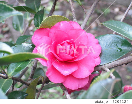 さざん花 2202124