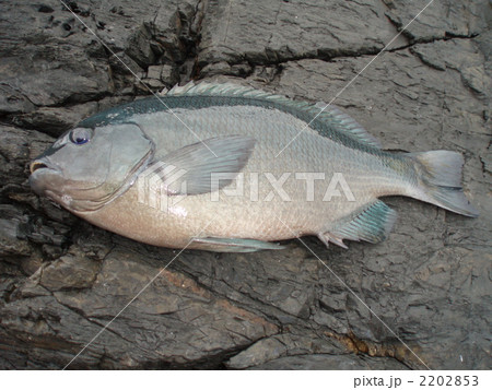 グレ グレ 2202853