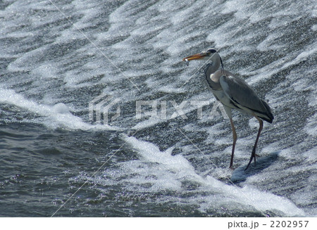 蒼鷺の漁 2202957