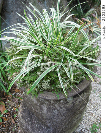 ヤブランとイワヒバの寄せ植え 2203298