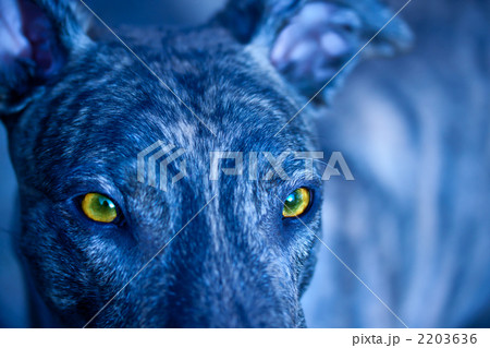 鋭い目の犬 2203636