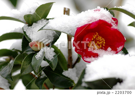 雪をかぶった雪椿 雪をかぶった雪椿 2203700