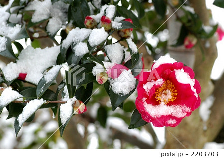 雪をかぶった雪椿 2203703