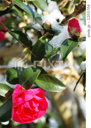 雪をかぶった雪椿 2203704