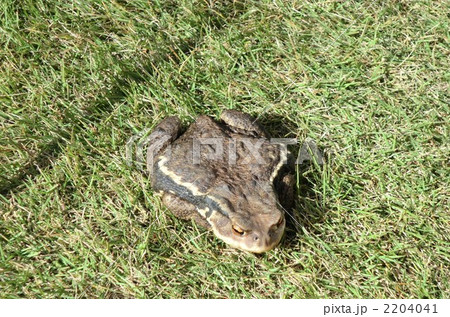 芝生の上の大きなカエル 芝生の上の大きなカエル 2204041