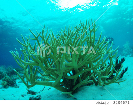 枝珊瑚　珊瑚礁　チューク諸島　ジープ島　ダイビング　トラック諸島 2204671