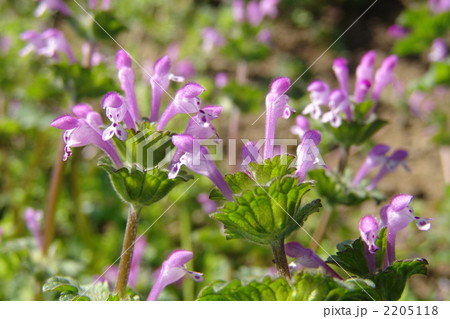 3月　ホトケノザ・シソ科12 2205118