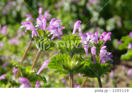 3月 ホトケノザ・シソ科13 3月 ホトケノザ・シソ科13 2205119