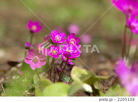 3月　ユキワリソウ・キンポウゲ科26 2205139