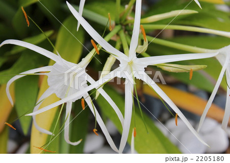 スパイダーリリー 2205180