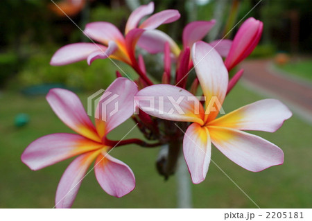 プルメリア 2205181