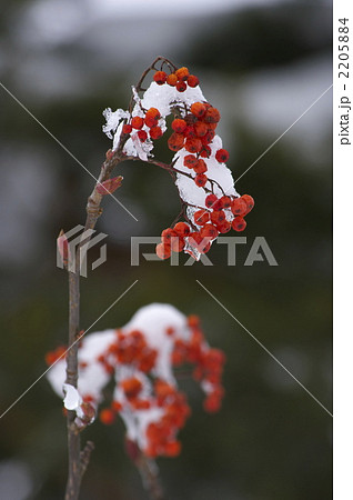 ななかまど（d100108-171） 2205884